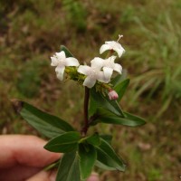 Knoxia platycarpa var. platycarpa